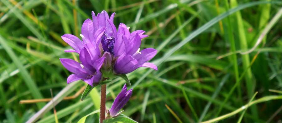 Clustered Bellflower at Southorpe Paddock by P Ricketts, 2014